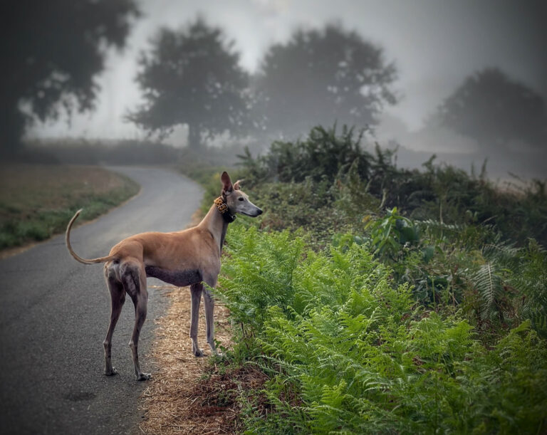 paseo @ Sobrado