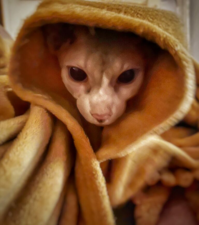 Enzo Wan Kenobi