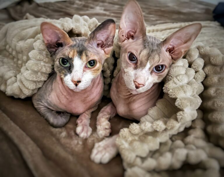 Camila & Enzo