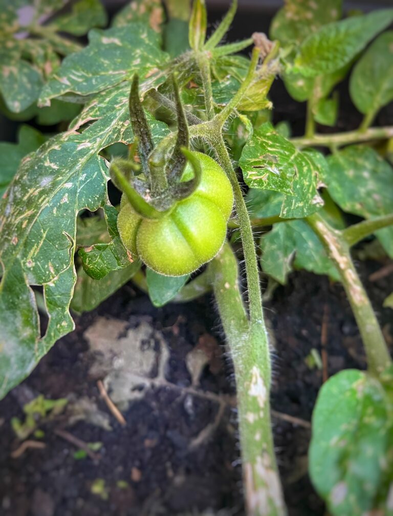 Tomate!!!