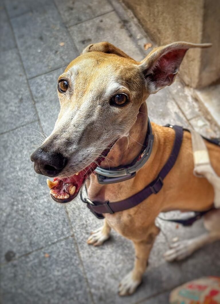 If you’re craving a cat with the brain of a chicken and the body of a horse, it’s time to welcome a Greyhound into your life.