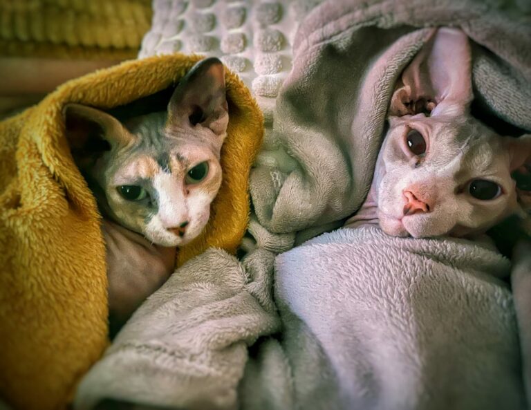 Enzo & Camila